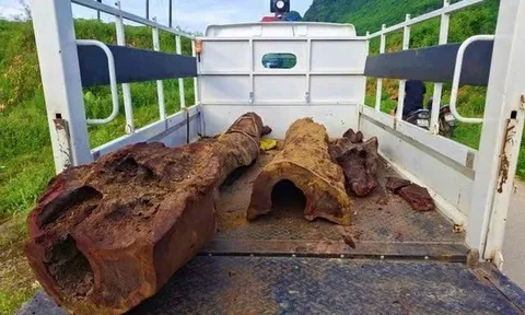 Vụ phát hiện gỗ dưới lòng sông: Giám định có phải sưa quý hiếm không?