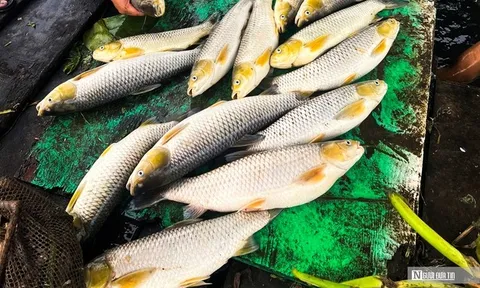 Hơn 6 tấn cá lồng bè trên sông Đồng Nai chết bất thường sau trận mưa lớn