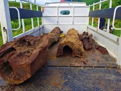 Vụ phát lộ cây nghi gỗ sưa: Người dân nên làm gì khi phát hiện gỗ quý hiếm?