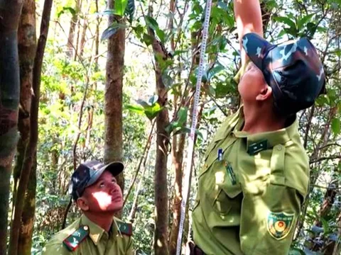 Phát hiện loài chè quý hiếm trên núi cao ở Huế